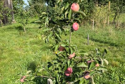 Casa Gornesti renovata 2025 semifinisata - 3