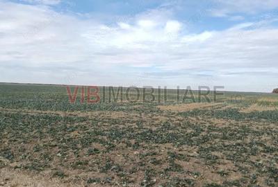 Ferma Agricola 1.350 Hectare Grad de Comasare 9697%, Chi?ineu Cri?, Jude?ul Arad - 12