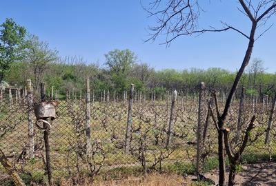 Casa de vanzare comuna Ianca judetul Olt - 3