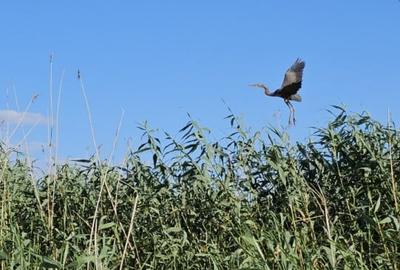 Teren intravilan in Delta Dunarii, C.A. Rosetti - Cardon - 8