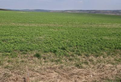 Spațiu comercial, în Copăceni - 7