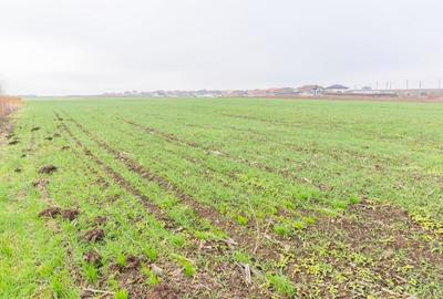 CERNICA - POSTA - TEREN INTRAVILAN CONSTRUCTII 15000 MP! - 9