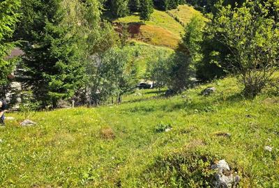 Teren de vis in Fundata 3868mp, la inal?imea sufletului tau - 19