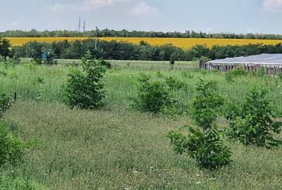 Teren de 1000 mp, în Războieni - 5