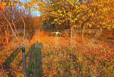 Teren de 3484 mp, în Viforâta - 3