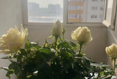 Garsonieră decomandată în Rahova - 7