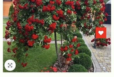 Apartament cu 2 camere decomandat în Oarja - 3