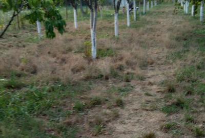 Teren intravilan de 13000 mp, în Merii Petchii - 4