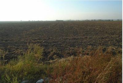 Teren de 10120 mp, în Cărpiniș - 1