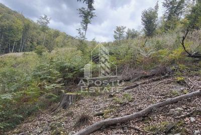INVESTITIE CU PROFIT RAPID Padure 120+ Ani Fag & Gorun - 7