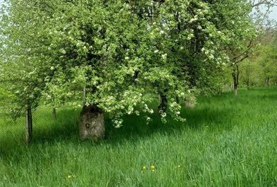 Casă cu 2 camere în Nimigea - 6