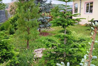 Proprietar, parter la casa cu etaj, Mogosesti - Iasi, 10 km Proprietar, parter la casa cu etaj, Mogosesti - Iasi, 10 km - 5