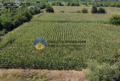 Teren intravilan 3866 mp Dumbrava Rosie - 7