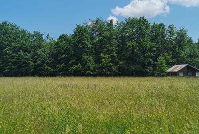 Teren intravilan de 5000, plat, orizontal la poalele muntelui, pe malul Doftanei - 7