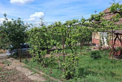 Casă cu Teren 1400 Mp în Tău - 3
