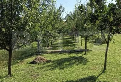 Casă cu 2 camere cu Teren 1751 Mp în Bogata - 6