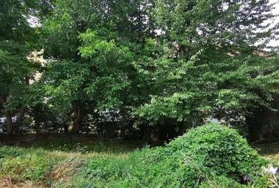 Teren Moroasa 1000 mp intravilan negociabil - 11