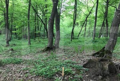 Teren intravilan, 1300 mp, Faget - 1