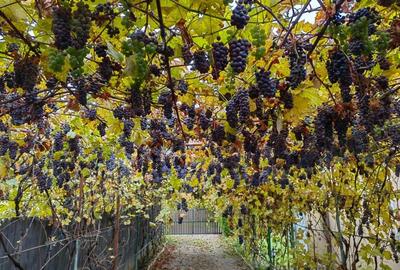 Casă individuală cu 6 camere cu Teren 1599 Mp în Brebu - 3