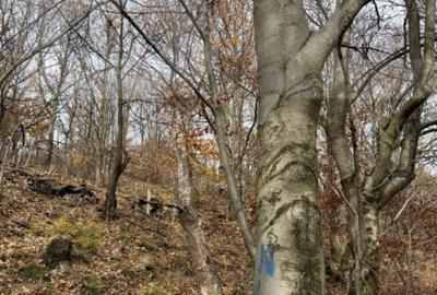 Teren extravilan impadurit, 8271 mp ideal pentru investitie. - 12