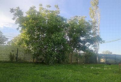 Teren de 2000 mp, în Curtișoara - 3