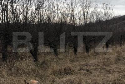 Teren Construcții intravilan de 3278 mp, în Viforâta