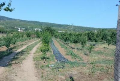 Teren intravilan de 5000 mp, în Cuvin - 1