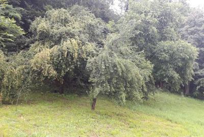 Casă cu 3 camere cu Canalizare în Baia de Aramă - 10