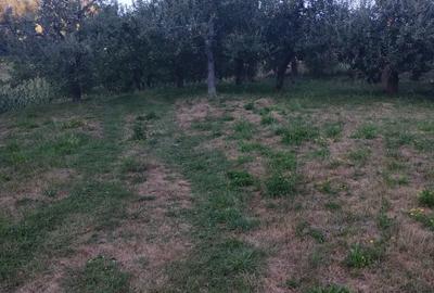 Teren de 9800 mp, în Pietrari - 2