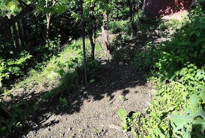 Casă cu 3 camere cu Teren 2000 Mp în Central - 2