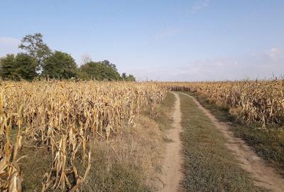 Teren de 5000 mp, în Budăi