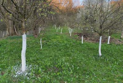 Teren de 3350 mp, în Sâmbotin - 5