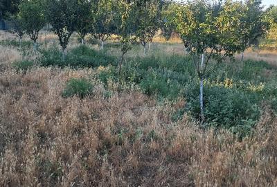 Casă cu Teren 1700 Mp în Plopu