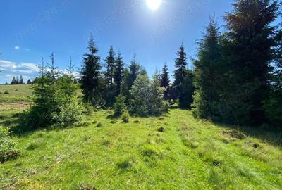 Teren de 3300 mp, în Beliș