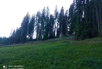 Teren de 3500 mp, în Cârlibaba