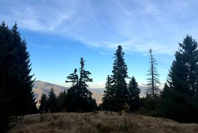 Vanzare 5,3 ha pasune deasupra Voronetului Suceava - Proiect Turistic - 28