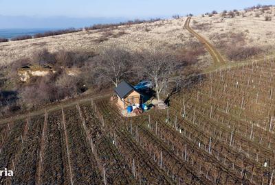 Spațiu comercial, în Covăsinț - 13