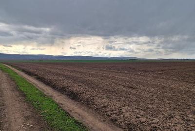Teren 10,000mp Bacau / Strada Alexandru Safran - 15