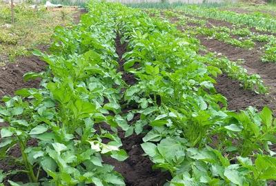 Vand casa Glodeanu Sili?tea - 6