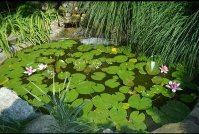 Proprietar vanzare casa zona Bogdanestilor - 6