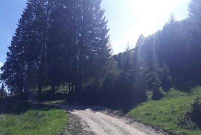 Teren de 4000 mp, în Poiana Brașov - 7