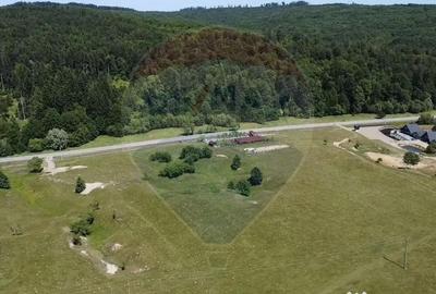 Teren de 5561 mp, în Paltin - 16