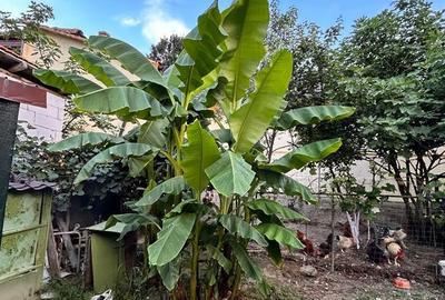 Casă cu 4 camere cu Teren 226 Mp în Central - 12