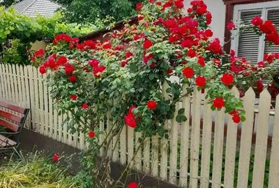 Casă cu 6 camere în Ciocănești