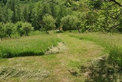 Teren extravilan de 3000 mp, în Cosmina de Sus - 4
