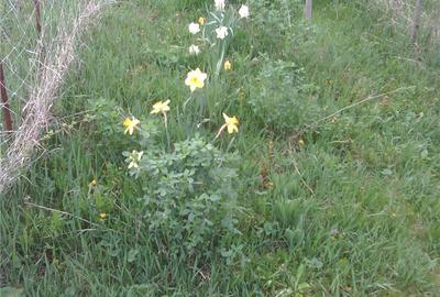 Casă cu 5 camere cu Teren 1200 Mp în Ludoș - 10