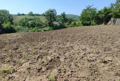Teren intravilan 600 mp Locul perfect pentru casa ta in Margineni