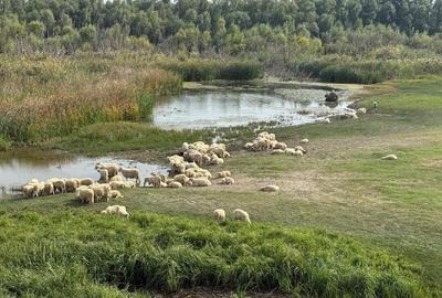 Vanzare teren, zona Domnesti, Ilfov - 2