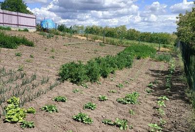Vand casa in Barsanesti, judetul Botosani, teren 3868 mp Vand casa in Barsanesti, judetul Botosani, teren 3868 mp - 2