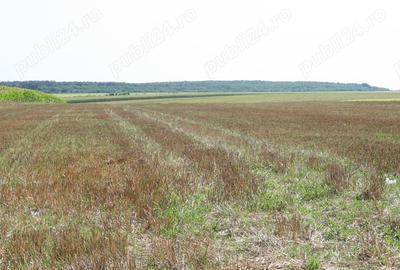 Teren de 19720 mp, în Belciugatele - 4